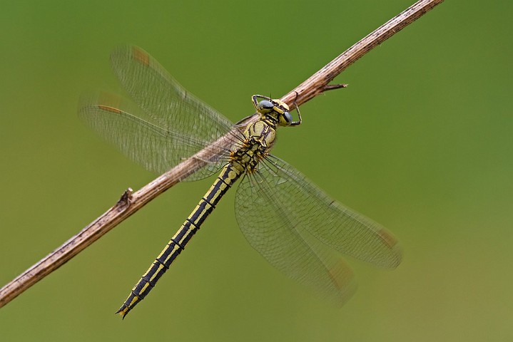 Westliche Keiljungfer Gomphus pulchellus